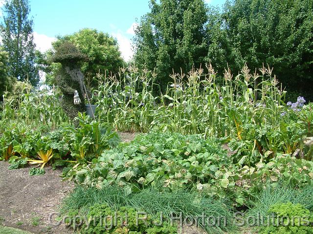 Vegie patch HVG Dec 08_1